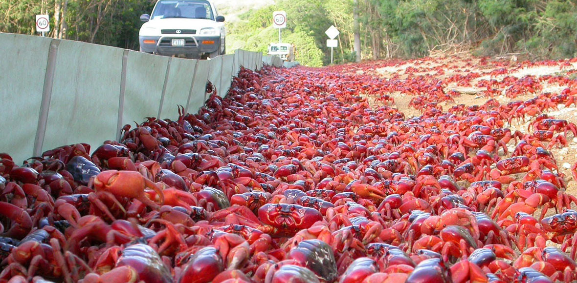 Η κόκκινη πλημμυρίδα στο Νησί των Χριστουγέννων